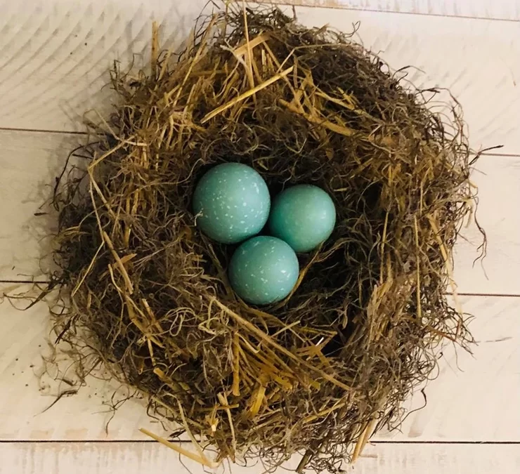 Spring Bird Nest